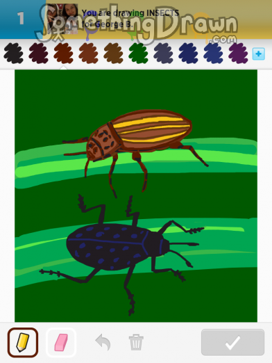 insects