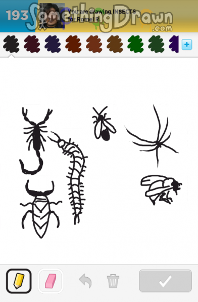 insects