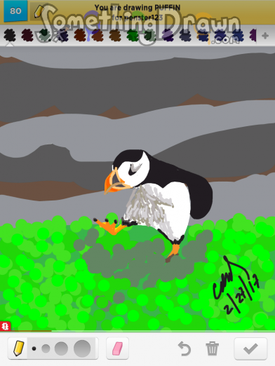 puffin