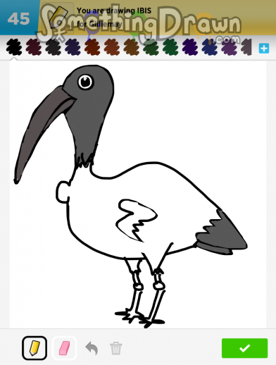 ibis