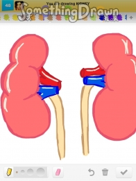 kidney