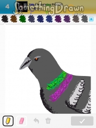 pigeon