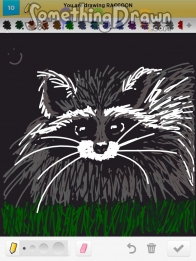 raccoon