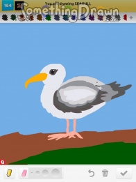 seagull