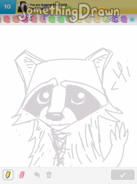 raccoon