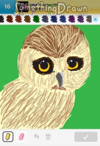 owl