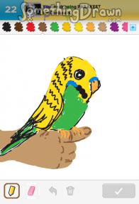 parakeet