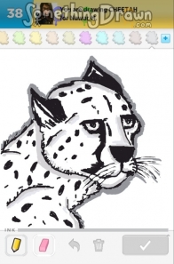 cheetah