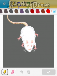 Rat