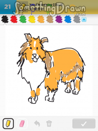 collie