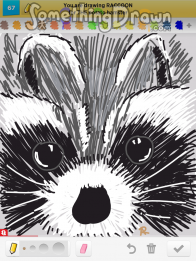 raccoon