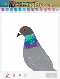 pigeon